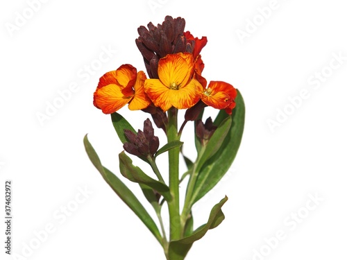 Yellow red flower of Wallflower isolated on white, Erysimum cheiri
 photo