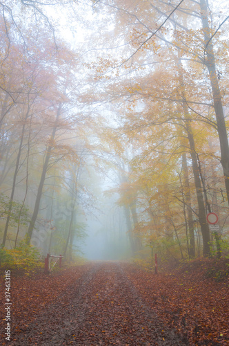 mystery foggy autumn beech forest