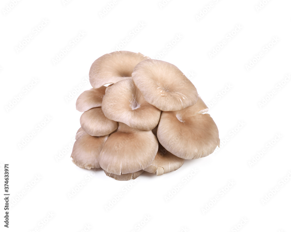 oyster mushroom isolated on white background oyster mushroom isolated on white background