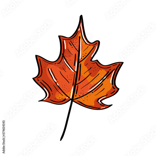 Autumn leaf design, season nature ornament garden decoration and botany theme Vector illustration