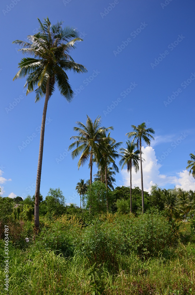 The view of palm trees on Koh Rong island in Cambodia