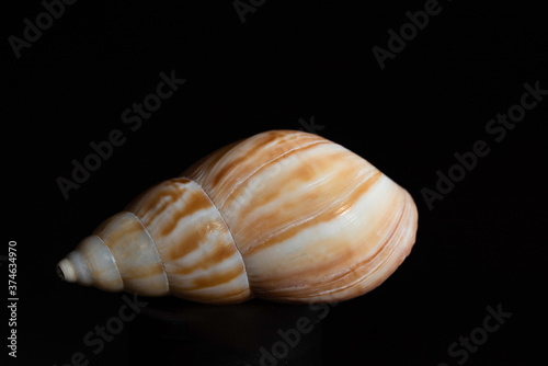 Spiral seashell of a snail, on a black background