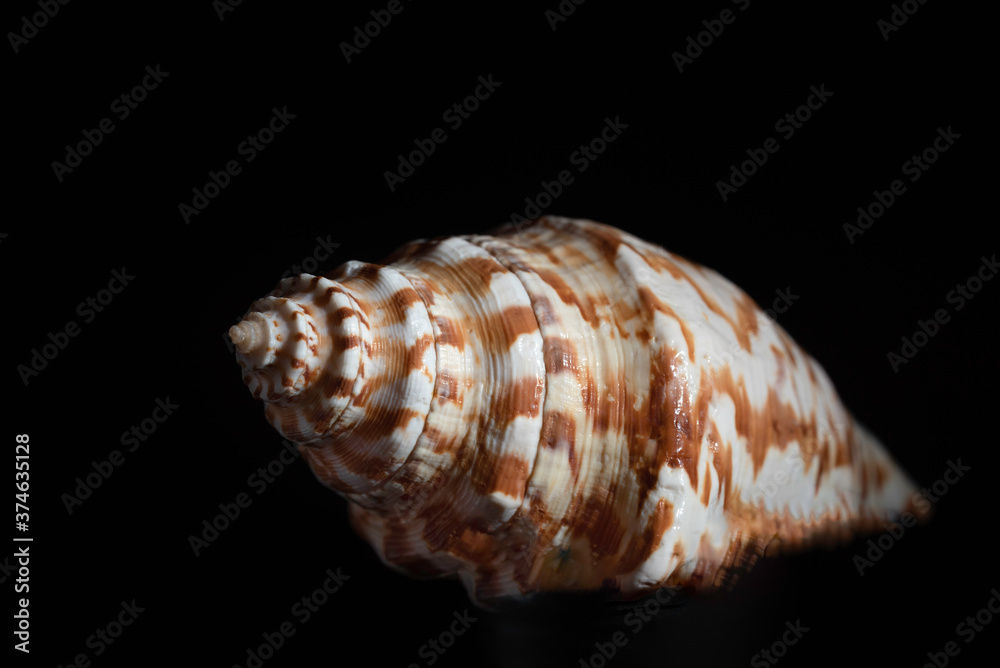 Spiral seashell of a snail, with squared spots, on a black background