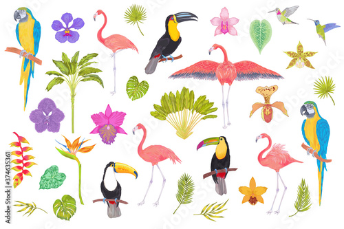 Watercolor tropical bird, trees, flowers and leaves. Toucan flamingo colibri macaw parrot birds, orchid flowers, areca palm heliconia flower. Cololful tropic background isolated on white