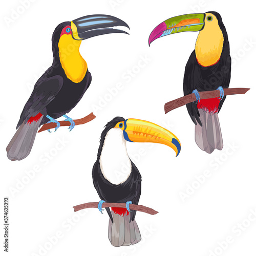 Realistic vector hand drawn illustration tropical  toucan bird. Colorful tropic birds isolated on white with watercolor effect