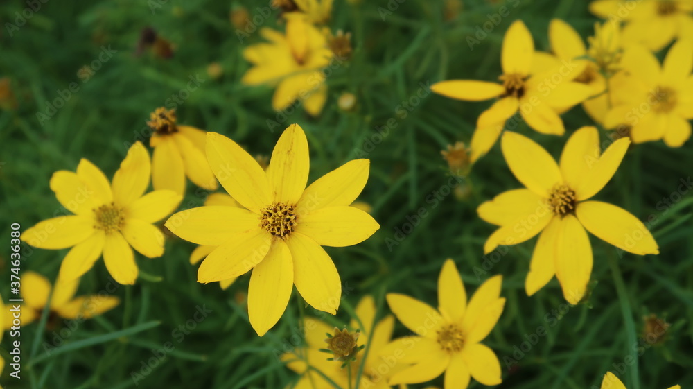 Obraz premium yellow flowers in the garden