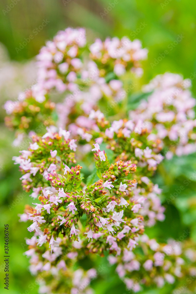 Oregano bloom on an alpine hill. Close-up. Place for an inscription. The background.
Oregano bloom on an alpine hill. Close-up. Place for an inscription. The background.