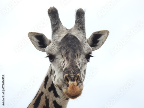 close up of a giraffe © Henri