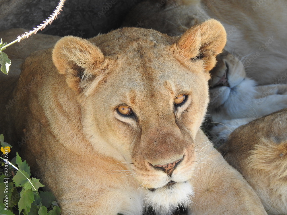 Obraz premium lion in the grass
