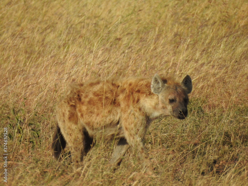 hyena in serengeti hyena in serengeti