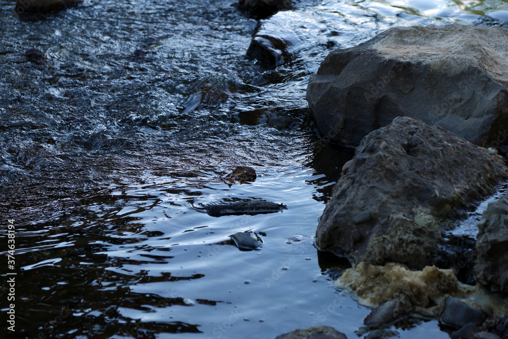 beautiful summer river landscape