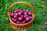 Basket with red onions stands in the grass