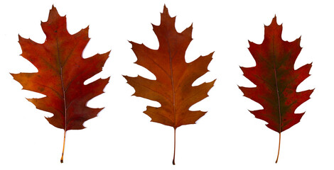 Three brown and red autumn oak leaves close-up. Isolated over white background