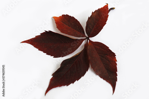 Red autumn leaves of wild grape close-up. Isolated over white background.