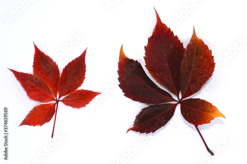 Red autumn leaves of wild grape close-up. Isolated over white background.