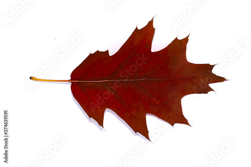 Brown and red autumn oak leaf close-up. Isolated over white background