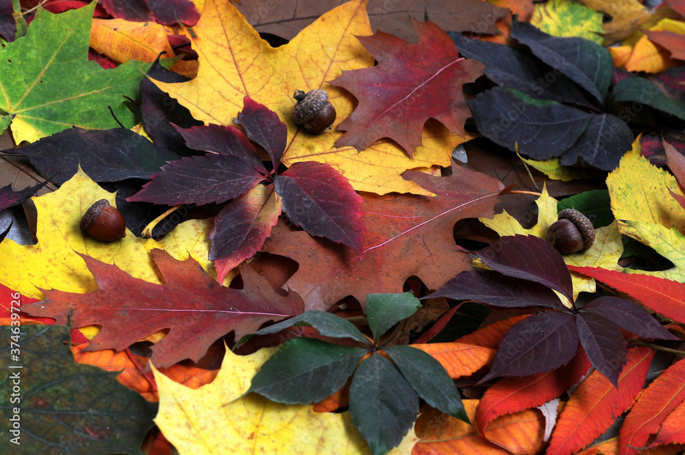 Background from multi-colored fallen autumn leaves from different trees
