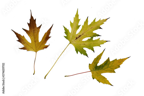 Multi-colored autumn maple leaves close-up. Isolated over white background.