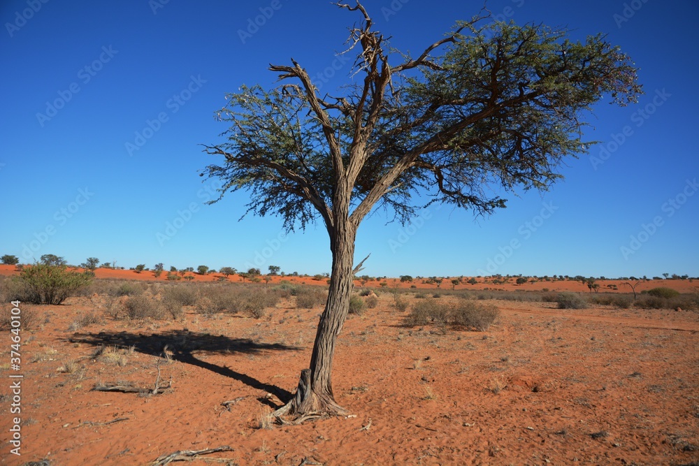 Kameldornbaum (vachellia erioloba) in der Kalahari in Namibia.