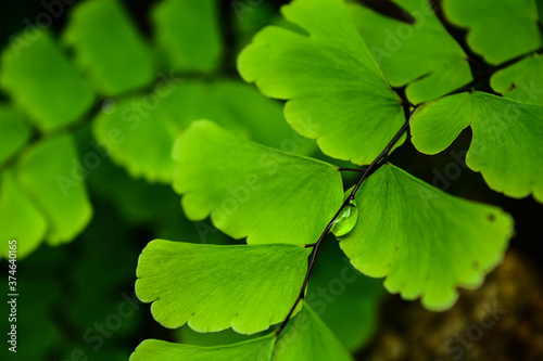 green leaves in the forest
