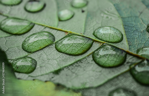 green leaf with water drops