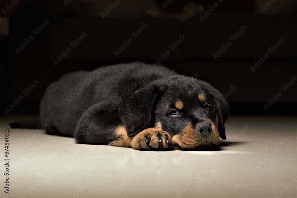 
rotweiler puppy posing on the ground