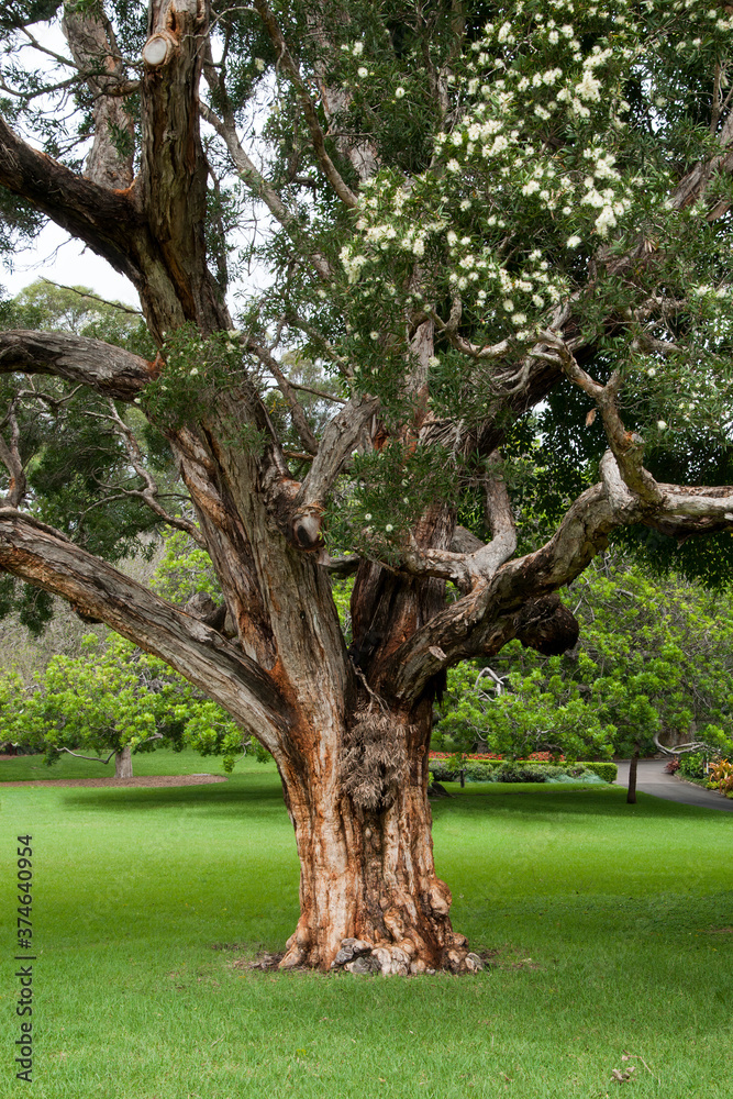 Sydney Australia, Melaleuca salicina or white bottlebrush tree