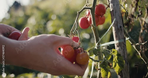 Female gardener pick harvest ripe red cherry tomato in organic vegetable garden beautiful evening light green nature unrecognizable hand close up slow motion in fall or autumn