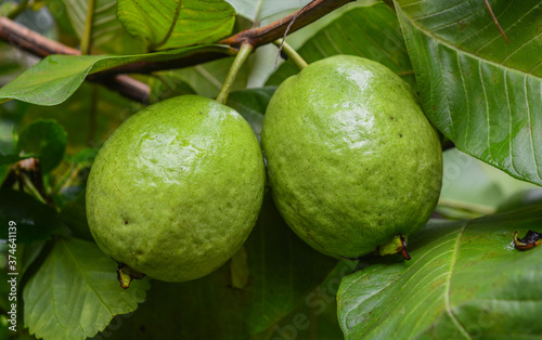 Ripe green guava pair on the tree.