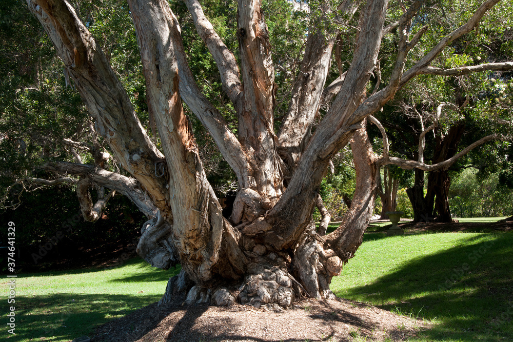 Sydney Australia, tree trunk of an old gnarly Melaleuca leucadendra tree Sydney Australia, tree trunk of an old gnarly Melaleuca leucadendra tree