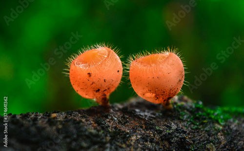 Mushrooms - Orange Cup Fungi on the forest tree