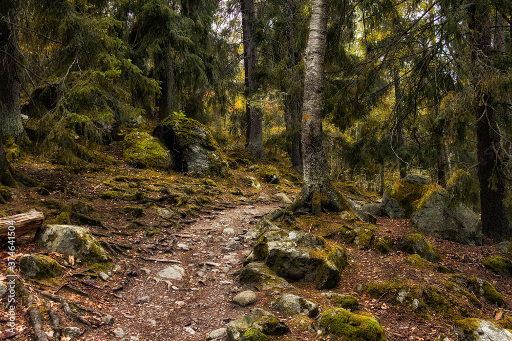 Path in a old growth forest near Stockholm Path in a old growth forest near Stockholm