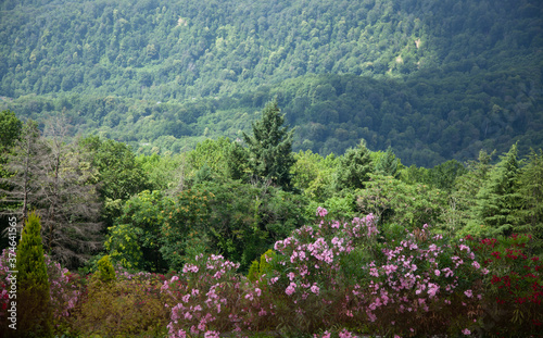 Blooming rose bush rhodendron over the mountains photo