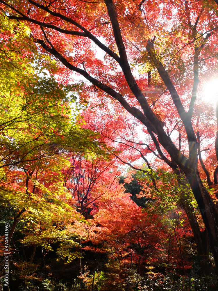 陽光で輝く一面の赤と緑の紅葉