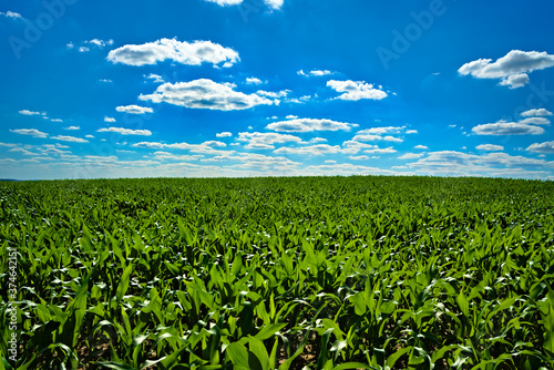 Green Cornfield and Blue Sky