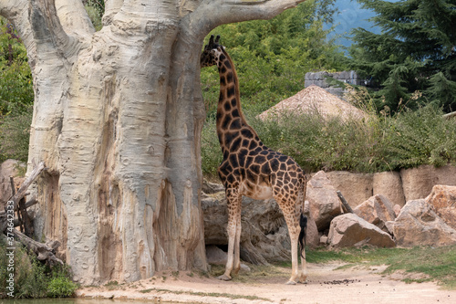 Photography giraffe