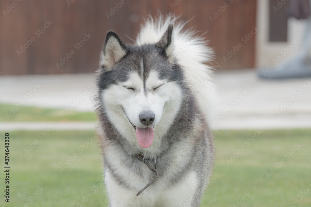 Very cute siberian husky dog in a summer day closeup. Selective focus