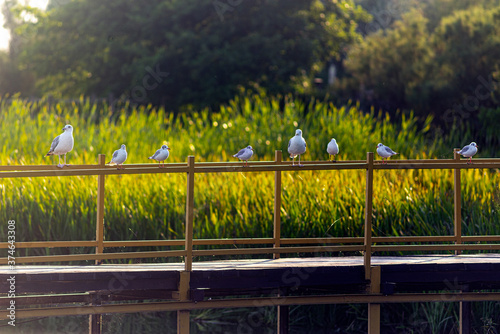Bridge, birds, green, grass, water, landscape