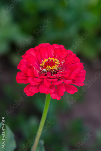 Zinnia flower blossom