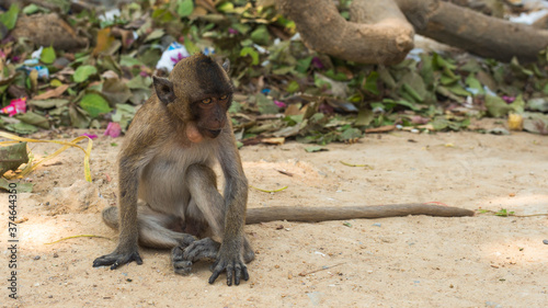 The crab-eating macaques (macaca fascicularis) are also called long-tailed macaques. This picture gives you an idea why. This juvenile specimen is photographed at Monkey Mountain (Hua Hin, Thailand).