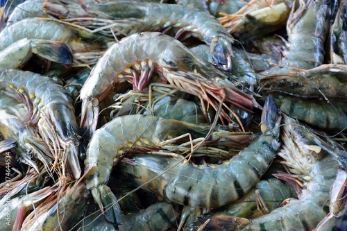 Foto Penaeus monodon, commonly known as the giant tiger prawn, Asian tiger shrimp, bl