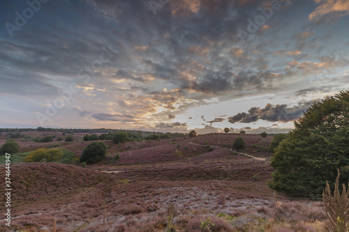 Posbank Netherlands the heather in beautiful colours and sunset.