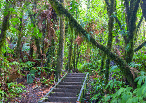 New Zealand forest