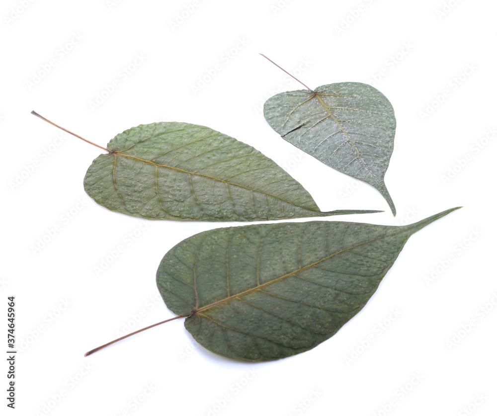 Obraz premium The green color Bodhi leaf isolated on white background with space for text.