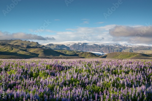 Lupins infront of Vatnajökull Glacier, Iceland