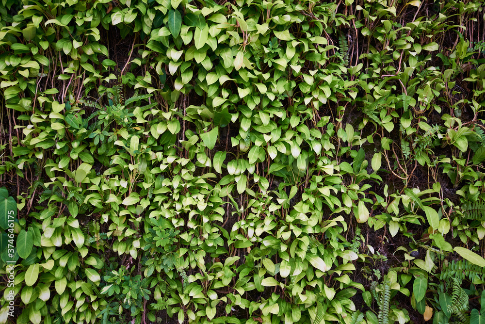 lush Green leaves foliage background lush Green leaves foliage background