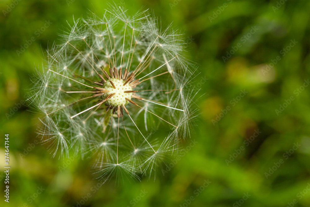 Dandelion seeds in the morning sunlight blowing away Dandelion seeds in the morning sunlight blowing away