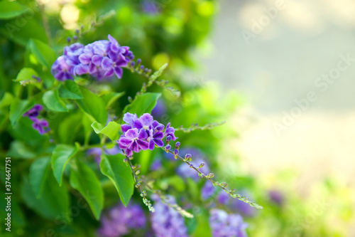 natural background with purple flowers photo