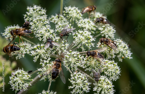 wald-engelwurz Angelica sylvestris Blüte mit insekten