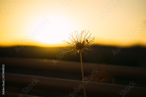 Flor con atardecer de fondo